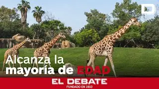 Bioparc Valencia, reconocido como uno de los mejores parques de conservaci&oacute;n del mundo