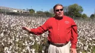 How&rsquo;s the cotton for RPRU 2018 you ask?