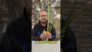 Why do Jews Bless These Plants on Sukkot?