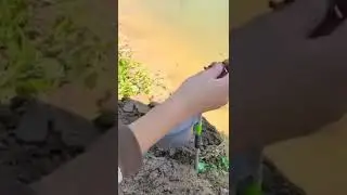 Mantap Hanya Dengan Umpan Lumpur Loh, Ini Antara esennya yg bagus atau ikannya yg kelaparan ya??