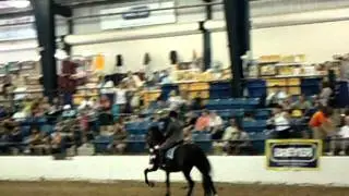 BreyerFest 2011 Kripton Seni II