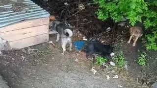 The dog family is enjoying a delicious treat!