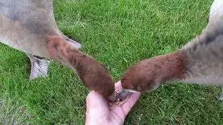 Feeding the remaining 2 Egyptian geese babies