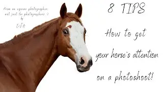 8 tips, how to get your horse&rsquo;s attention for a photoshoot