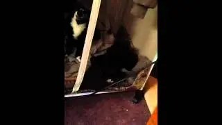 Mongo is trapped in the closet