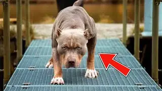 20 Most Illegal Dog Breeds In The World! It's Illegal To Have These Dogs As Pets