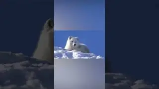 Adorable white fluffy polar fox hearing a sound #shorts #animal
