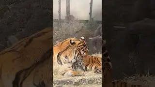 Proud and beautiful #shorts #shortsfeed #beautiful #tiger #zoo #gracefulbeauty #bigcat #houstonzoo