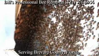 Melbourne Bee Removal: Bill's Professional Bee Removal.mp4