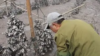 螺筐一晃哐当响真好听，一看里面有三个大螺，这些螃蟹洞也找找呢