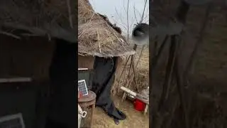 Donkey Disco Dance
