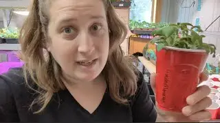 Potting Up Tomatoes