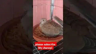 Cute Dave bird #birds #birdeducation #birdcare #cutebird #birdslover #funnyshorts