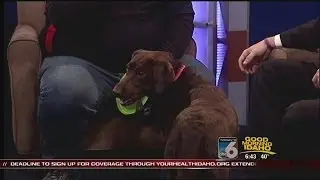 Dog lessons for getting out and about with your pet