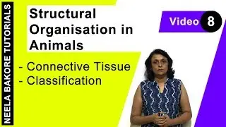 Structural Organisation in Animals | NEET | Connective Tissue - Classification | Neela Bakore