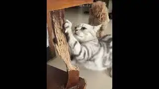 Destructive cat #cat #funnycat #cats #funnyvideo #fyp