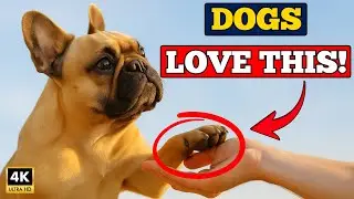 Things Dogs Love That Boost Bonding &ndash; How to Make a Dog Happy Today