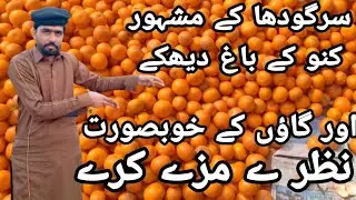 Pakistani Orange ready for Export // Sargodha ka malta // visit Orange Garden 2022 //Zubair  Vlogs