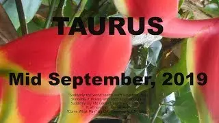 WHEEL OF FORTUNE! OBSTACLES REMOVED! TAURUS September 2019 to October 2019 Tarot
