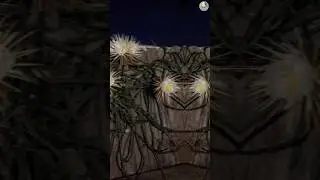 La flor que solo vive una noche: La enigm&aacute;tica Reina de la Noche 👑🌙. (Selenicereus Grandiflorus)