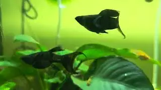 Molly tank update older video 