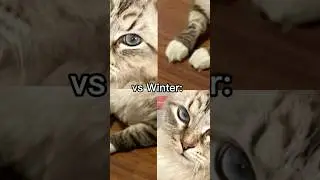 🐾🐾#cat #winterthecat #itswinter #fypシ゚ #vs #family