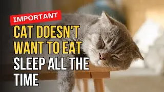 Why Your Cat Won't Eat and Keeps Sleeping