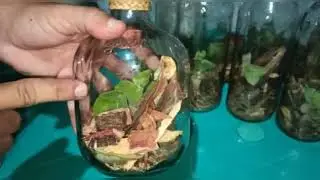 COMO FAZER UMA BOA RAIZADA CEARENSE