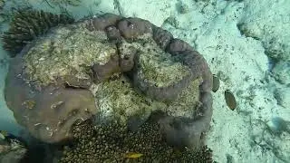 On In Coral