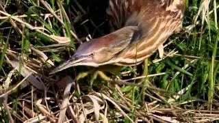 bittern catches some tadpoles