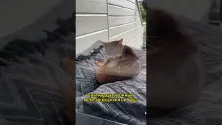 В Рязанской области сп**дили 16-тонный мост и сдали на металлолом #catNews