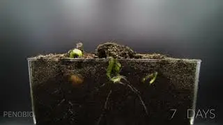 Growing Beans Time Lapse