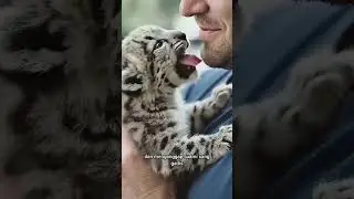 anak macan tutul terbaring lemah hampir mati #penyelamatanhewan
