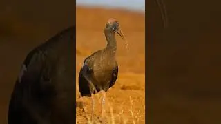 #tamil #love #song #tamilsong #music #canon #birdwatching #wildlife #nature #pradeepkumar #anitudh
