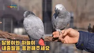 새로운 보금자리를 찾아온 회색앵무새 달봉이와 하늘이