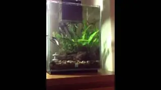 Fluval Chi 19 litres / 5 US gallons with dragon Betta