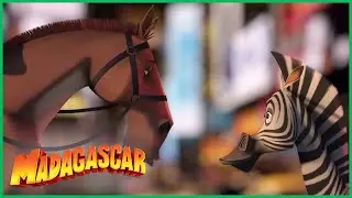 DreamWorks Madagascar em Português | Fuga de Marty | Desenhos Animados