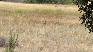 Coyote at Garland Ranch Regional Park