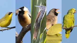 Algumas aves brasileiras / Some Brazilian birds - #1