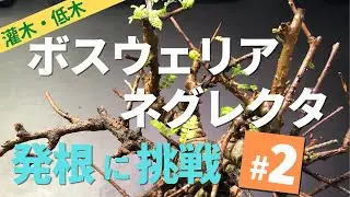 ボスウェリア・ネグレクタの発根にチャレンジする#2 [Boswellia neglecta]