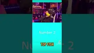 AURON TOP FISH