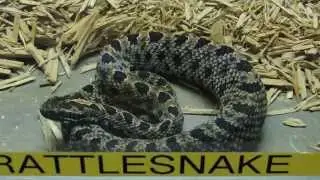 Dusky Pygmy Rattlesnake - Sistrurus miliarius barbouri