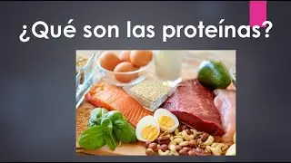 ¿Qué son las proteínas? Para niños