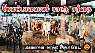 மேலப்பாளையம் மாட்டு சந்தை..😍 #melapalayam  #madusanthai  #cowmarket2025  #today  #live 21 April 2025