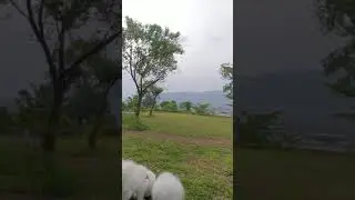 ②🐺2021.5.8SAT🌳日本スピッツローズマリィ&ひまわり🌻高台博物館で夕んぽ❣️