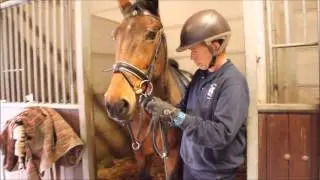 Sintels Mannequin Challenge Horses