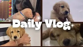 Meet newest member of our family 🐶❤️ #dogs #puppy #goldenretriever #puppyvlog  #dogparentlife 