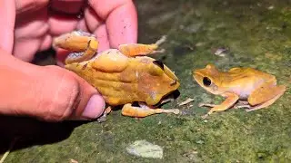 The frog is shy - Touch the frog's body | Frog PoPTV