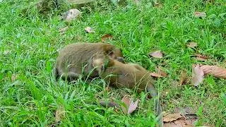 MG ! Sweetpea the young one | Why do like this on old monkey Merry