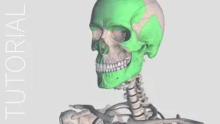 Multiselect - Complete Anatomy